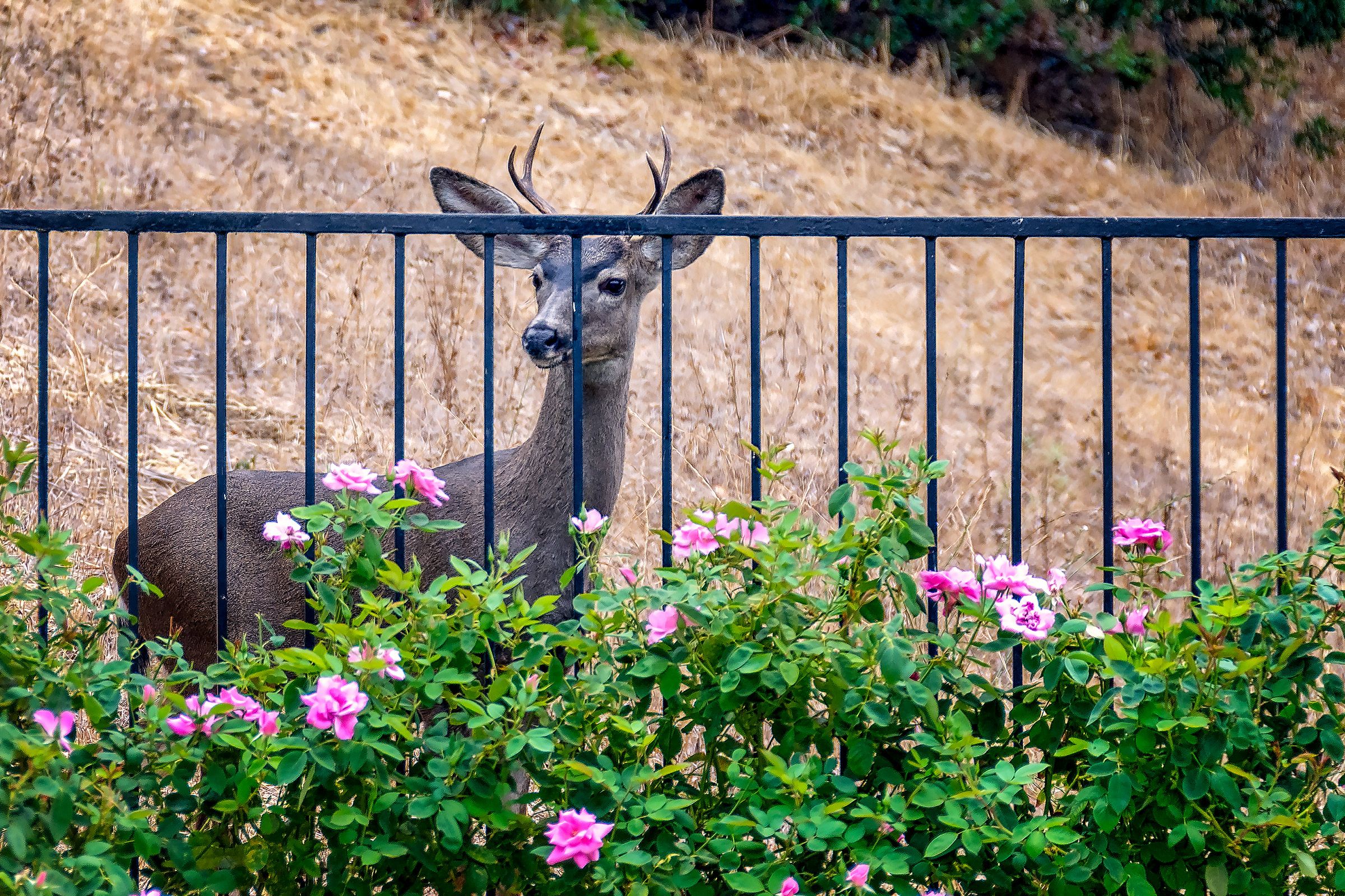 Effective Ways to Keep Deer Out of Your Garden: Proven Strategies for 2025