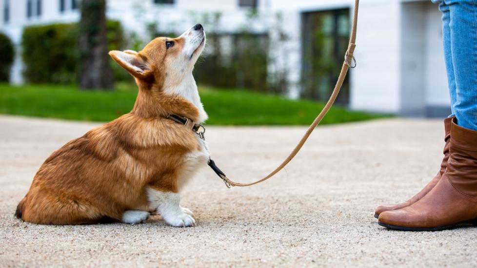 Smart Ways to Effectively Leash Train Your Dog in 2025: Improve Good Behavior