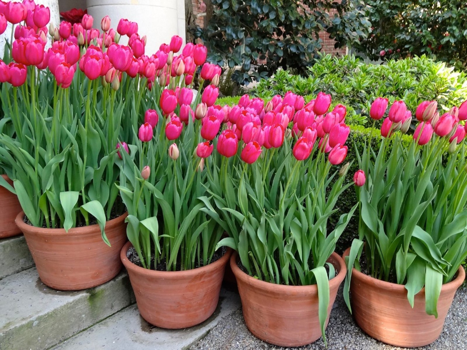 Top 7 Effective Ways to Take Care of Tulips in 2025: Enhance Your Garden