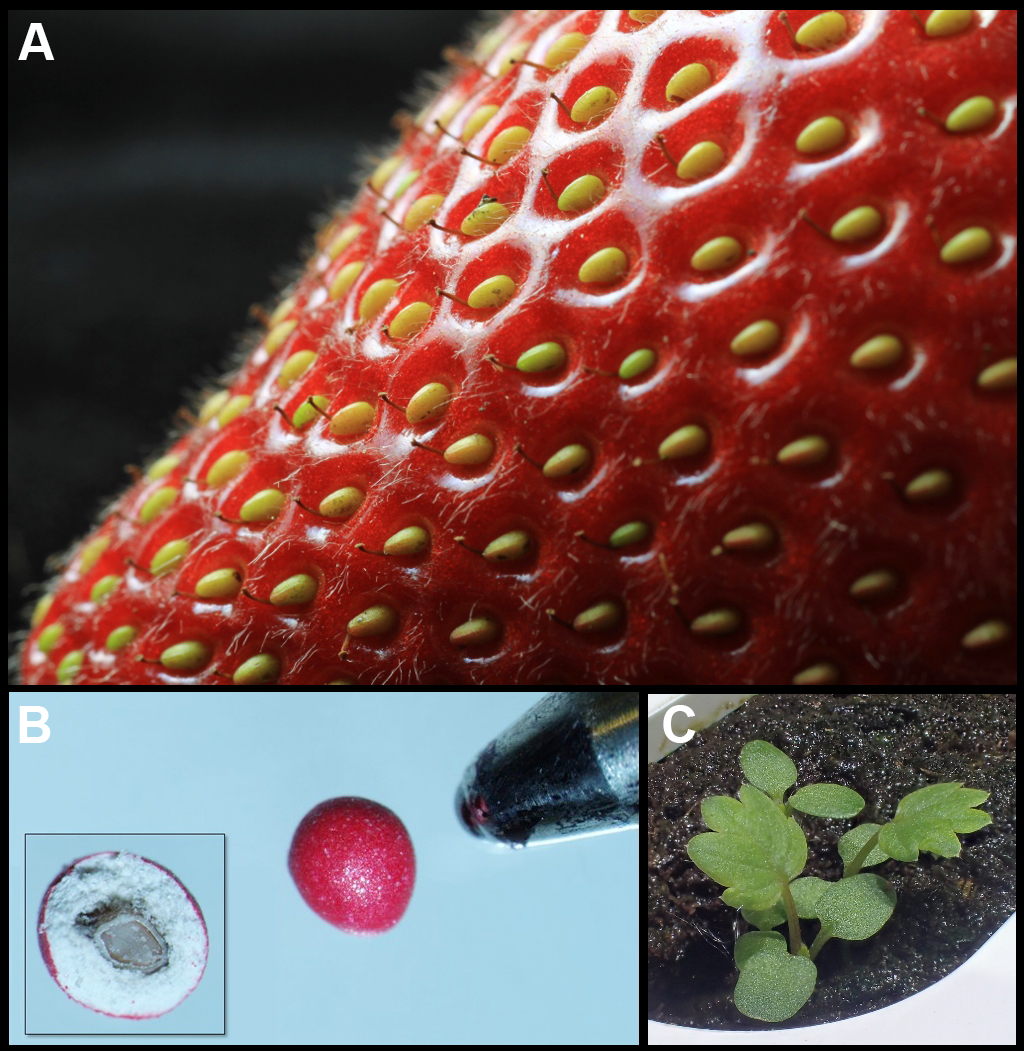 Essential Guide to How to Grow Strawberries from Seeds in 2025: Smart Tips for Beginners