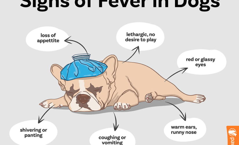 How to Properly Tell if Your Dog Has a Fever in 2025: Essential Tips for Pet Owners