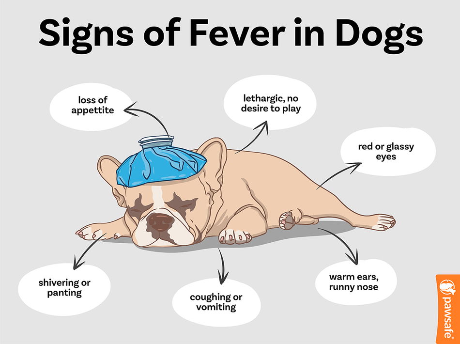 How to Properly Tell if Your Dog Has a Fever in 2025: Essential Tips for Pet Owners