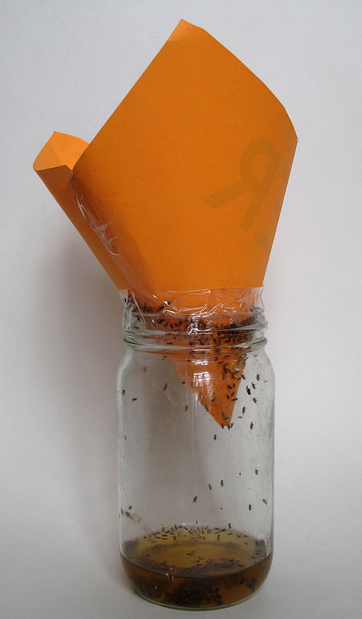 How to make a fruit fly trap