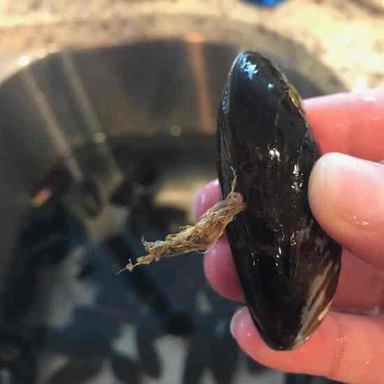 Cleaning Mussels